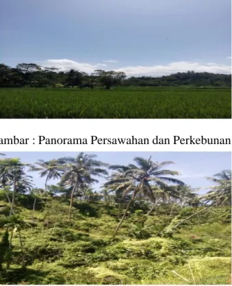 Gambar : Panorama Persawahan dan Perkebunan 