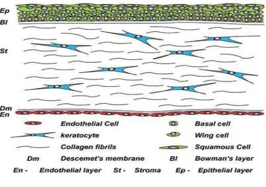 Figure 1. Corneal layers18 Five layers of corneal tissue are (from outer to inner): epithelium, 