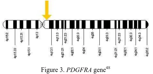 Figure 3. PDGFRA PDGFRA gene is located on chromosome 4q12 from basepair gene55,095,263 to 55,164,411