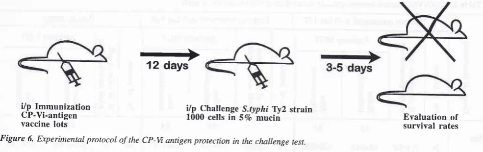 Figure 6. Experimental protocol of the cp-v antigen protection in the challenge test.