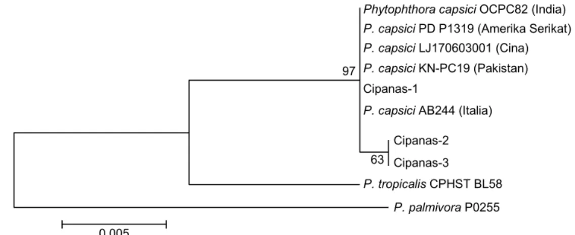 Gambar 4.  Pohon filogeni tiga patogen uji yang dikonstruksi berdasarkan sekuens daerah ITS dengan metode maximum  likelihood menggunakan model Hasegawa-Kishino-Yano (Hasegawa et al
