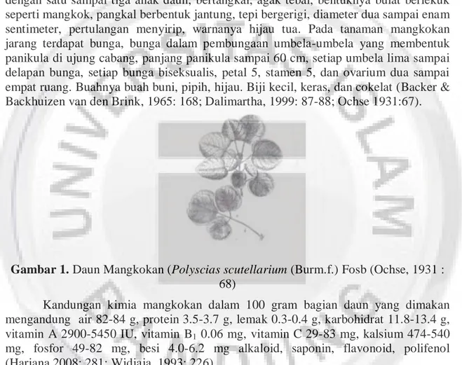 Gambar 1. Daun Mangkokan (Polyscias scutellarium (Burm.f.) Fosb (Ochse, 1931 : 
