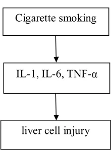 Fig 2. immunologic toxic effect of smoking on liver cell Source: El-Zayadi29 