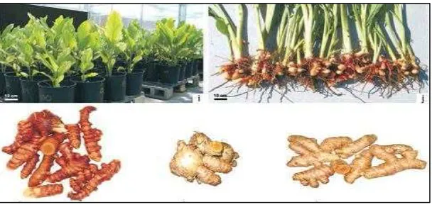 Figure 3.  Curcuma longa 