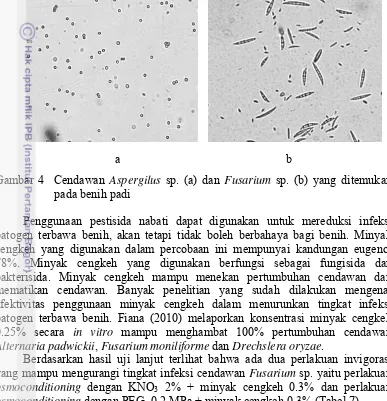 Gambar 4  Cendawan Aspergilus sp. (a) dan Fusarium sp. (b) yang ditemukan 