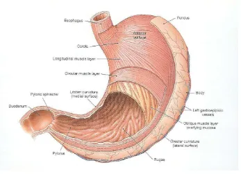 Gambar 2.1 .Anatomi gaster 