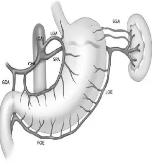 Gambar 2.2 Anatomi vaskularisasi gaster 