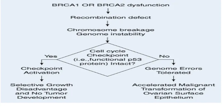 Gambar 1. Diagram yang menggambarkan efek mutasi BRCA 