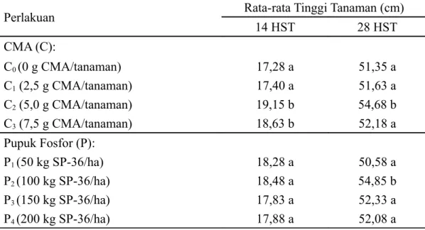 Tabel   1.   Pengaruh   Cendawan   Mikoriza  Arbuskula   (CMA)   dan   Pupuk   Fosfor Terhadap Tinggi Tanaman Umur 14 dan 28 HST (cm)