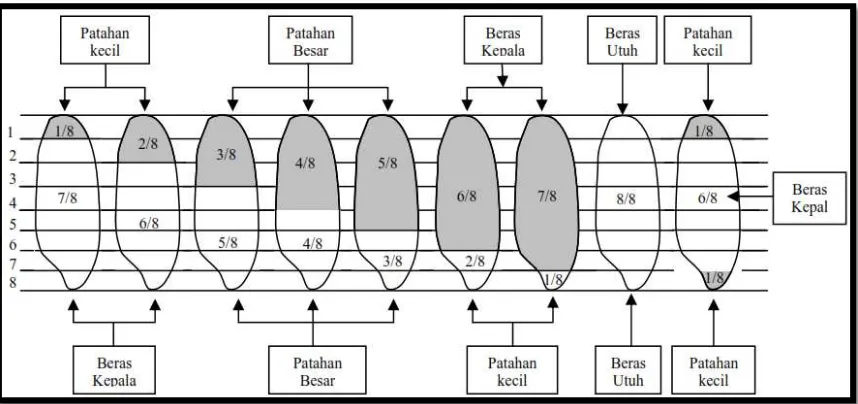 tabel 2.  Gambar 1 Jenis Butir Beras Berdasarkan SNI 6128: 2008 