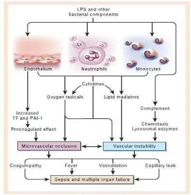 Gambar 2.3 Patogenesis terjadinya Multiple Organ Failure dan Syok pada Sepsis (Cohen, 2002)