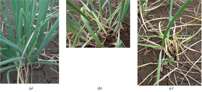 Gambar 1. Kejadian dan Serangan Hama (a) Spodoptera exigua, (b) Alternaria porri (c) Fusarium spp