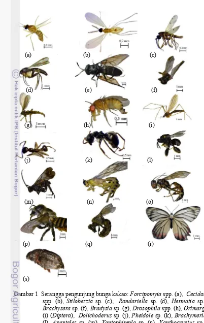 Gambar 1  Serangga pengunjung bunga kakao: Forcipomyia spp. (a),  Cecidomyia 