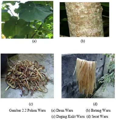 Gambar 2.2 Pohon Waru      (a) Daun Waru              (b) Batang Waru 