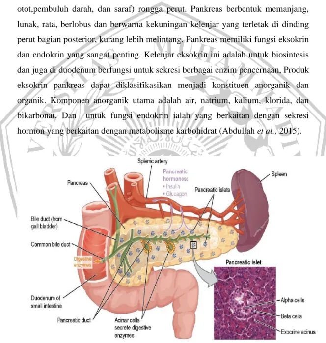 Gambar 2.1.  Anatomi Pankreas (Dolenšek et al., 2015) 