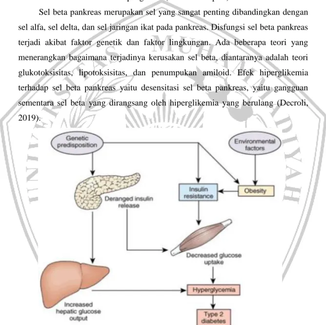 Gambar 2.4 Patofisiologi Diabetes Melitus Tipe 2 (Grossman, 2014)  Disfungsi  sel  beta  pankreas  terjadi  akibat  faktor  genetik  dan  faktor  lingkungan seperti pola  hidup  yang tidak sehat