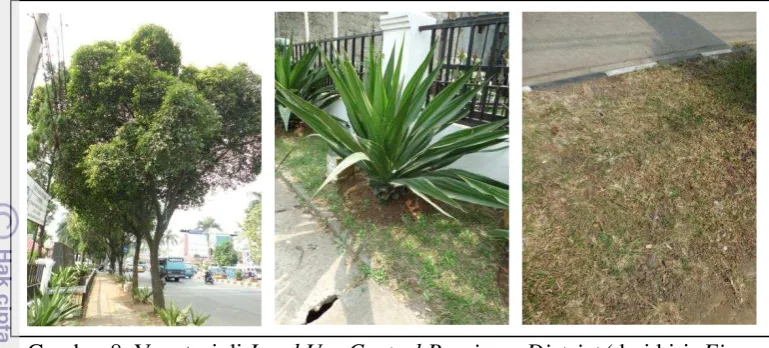 Gambar 8. Vegetasi di Land Use Central Bussiness District (dari kiri: Ficus 