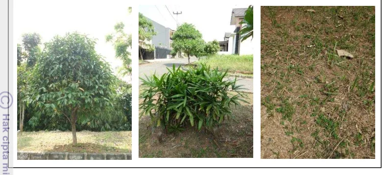 Gambar 9. Vegetasi di Land Use perumahan Bella Casa (dari kiri: Psidium 