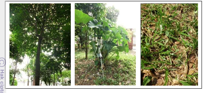 Gambar 10. Vegetasi di Taman Hutan Rakyat (dari kiri: Dillenia pteropoda, 