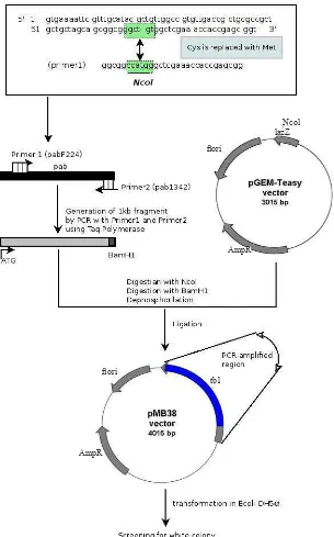 Figure 1. Construction of plasmid pMB38 (derivate of pGEM-Teasy). Plasmid pGEM-Teasy  was digested with NcoI and ligated with PCR ampliied product that was digested previously with NcoI and BamHI