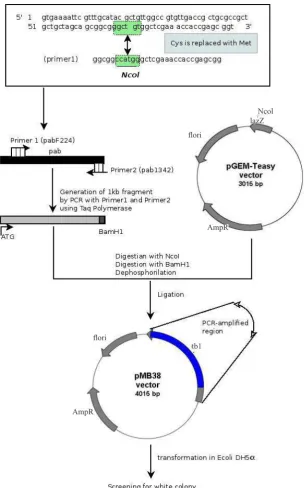 Figure 1. Construction of plasmid pMB38 (derivate of pGEM-Teasy). Plasmid pGEM-Teasy  was digested with NcoI and ligated with PCR ampliied product that was digested previously with NcoI and BamHI