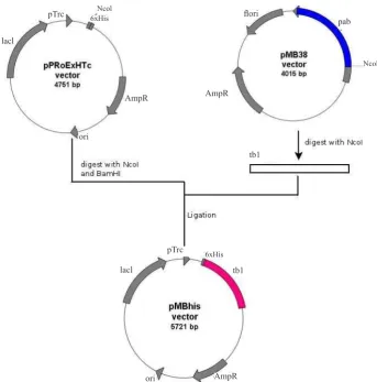 Figure 2. Construction of plasmid pMBhis (derivate of pPRoEXHTc). Plasmid pMB38 was digested Figure 2