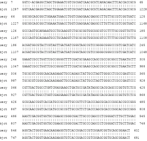 Figure 4. Alignment of ampliied pab gene of M. tuberculosis from Malang (query) and pab gene from   M