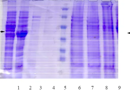 Figure 5. PCR-results of the ampliication of pab gene on several clones 