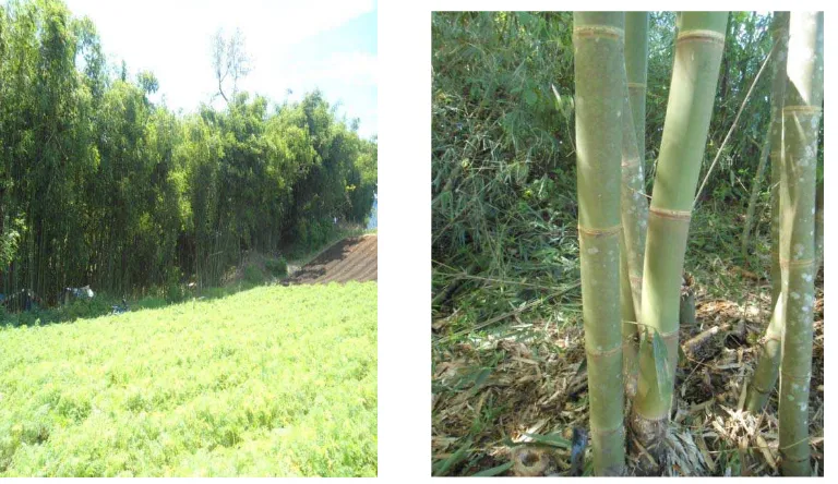 Gambar 1. Bambu Regen di Desa Jaranguda 