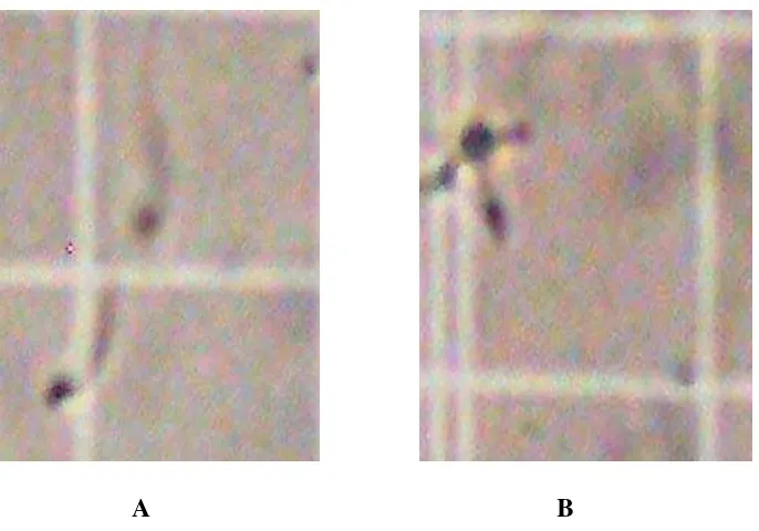 Gambar 4.1 Morfologi sel sperma dengan menggunakan kamar hitung Improved    Neubauer.  