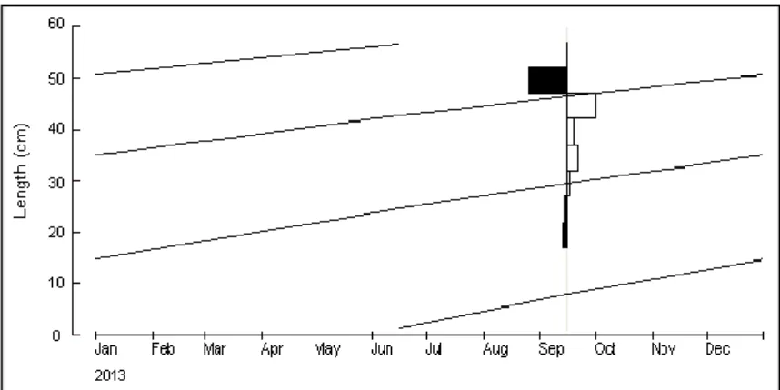 Gambar  12.  Grafik  pola  pertumbuhan  ikan  cakalang  di  Laut  Flores  musim  peralihan      K =  0,3 per tahun, SS = 1, SL = 29,5, Rn =0.670) 
