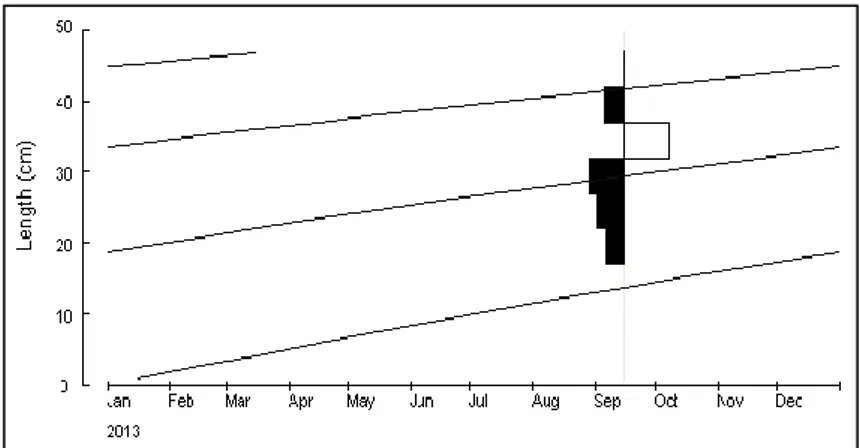 Gambar 16. Grafik pola pertumbuhan ikan cakalang di Laut Flores berdasar DPI Selayar  musim peralihan Timur-Barat (L∞ = 106,5 cm ; K = 0,25 per tahun, SS = 1,  SL = 49,5, Rn = 1,0) 