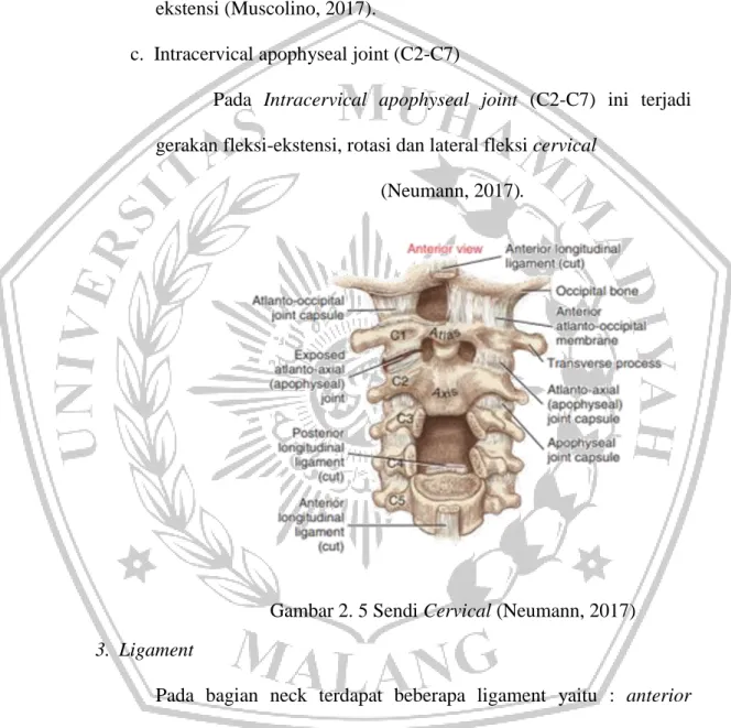 Gambar 2. 5 Sendi Cervical (Neumann, 2017)  3.  Ligament   