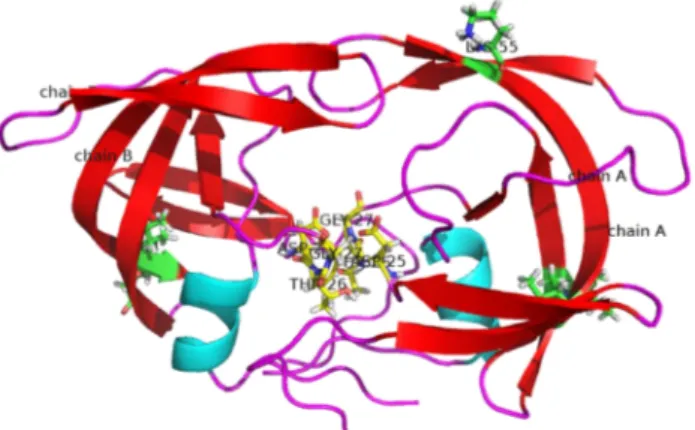 Gambar  2.  Protein  HIV-1  protease  homodimer.  Warna  magenta  =  protein  loop.  Warna  merah  =  protein  Sheet