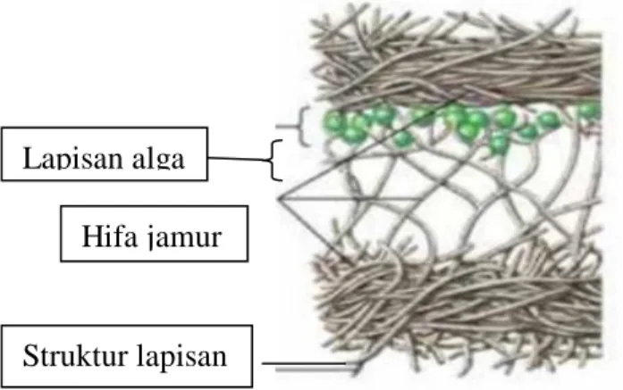 Gambar 2.1. Simbiosis alga dan jamur membentuk Lichenes               (Hasanuddin, 2014)