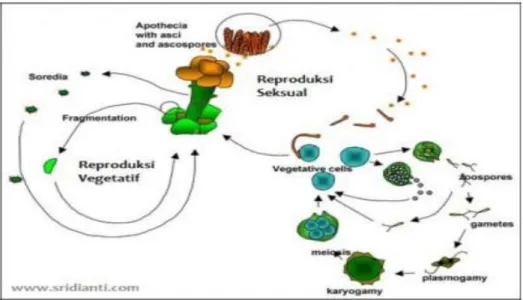 Gambar 2.6. Siklus reproduksi Lichenes secara aseksual (Ulfira, 2017). 