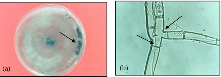 Gambar 1.  Karakteristik Rhizoctonia sp.: a. koloni fungi pada media PDA; sklerotia (tanda anak panah 1), b