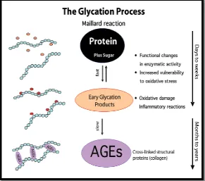 Gambar 4. Proses Glikasi yang menghasilkan Advanced GlycationEnd Products (AGEs) 