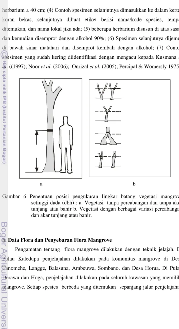 Gambar  6  Penentuan  posisi  pengukuran  lingkar  batang  vegetasi  mangrove  setinggi dada (dbh) : a