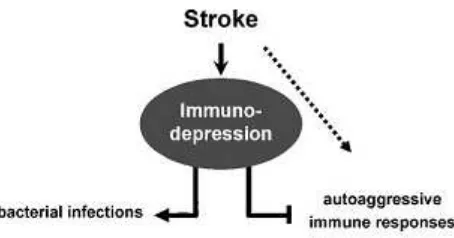 Gambar 2.1  Hipotesa terjadinya imunodepresi pada pasien stroke 