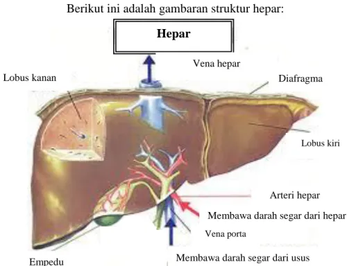 Gambar 2.1 Struktur anatomi hepar (Netter,  1995) 