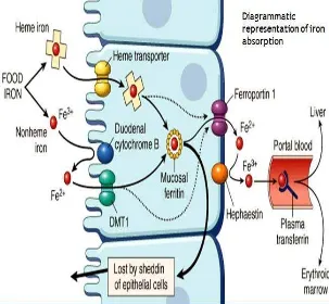 Gambar 2.2. Metabolisme Besi 