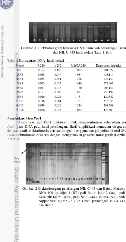 Tabel 2 Konsentrasi DNA  hasil isolasi 