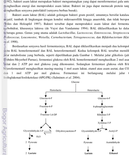 Gambar 1. Bagan fermentasi glukosa oleh BAL secara umum  (Caplice dan Fitzgerald 1999) 