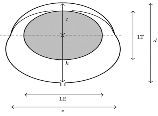 Gambar 6. Skema dimensi okular yang diperoleh dari MRI. d: axial length; c: anterior 