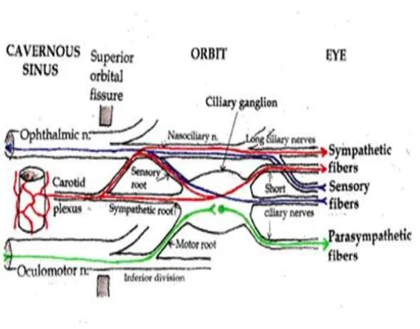 Gambar 2. Perjalanan saraf simpatis dari saraf siliaris. (Moore K.L., Dalley A.F., 2006) 