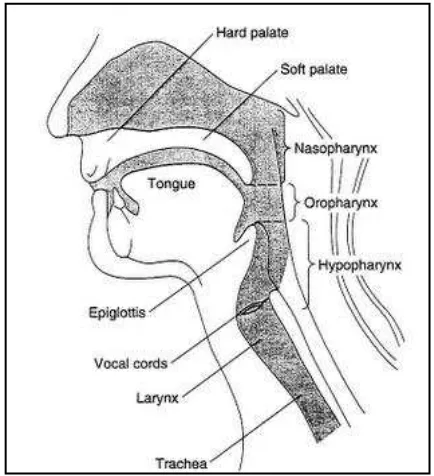 Gambar 1.Anatomi jalan nafas1 