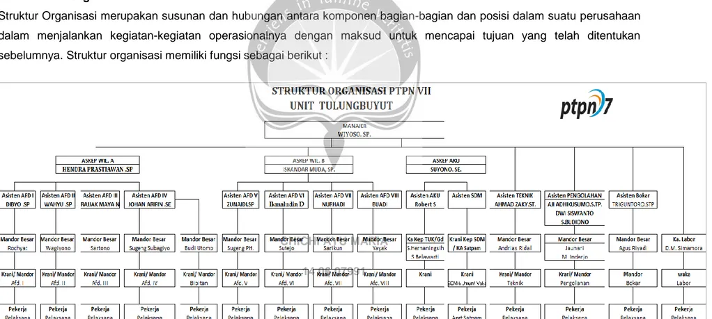 Gambar 2.1. Stuktur Organisasi PTPN VII Unit Tulung Buyut LAPORAN KERJA PRAKTEK 
