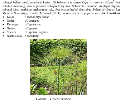 Gambar 1. Cyperus papyrus 