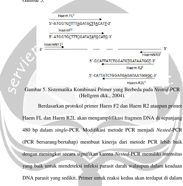 Gambar 5. Sistematika Kombinasi Primer yang Berbeda pada Nested-PCR  (Hellgren dkk., 2004)